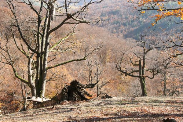 Malá Lehota, 26.10.2013
Hlboká dolina, vrch Kamenné vráta.
Klíčová slova: Malá Lehota Hlboká dolina vrch Kamenné vráta