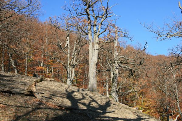 Malá Lehota, 26.10.2013
Hlboká dolina, vrch Kamenné vráta.
Klíčová slova: Malá Lehota Hlboká dolina vrch Kamenné vráta