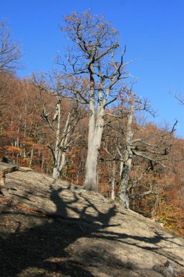 Malá Lehota, 26.10.2013
Hlboká dolina, vrch Kamenné vráta.
Klíčová slova: Malá Lehota Hlboká dolina vrch Kamenné vráta