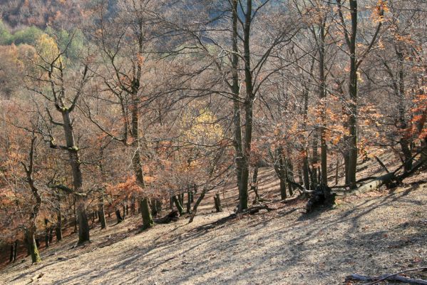 Malá Lehota, 26.10.2013
Hlboká dolina, vrch Kamenné vráta.
Schlüsselwörter: Malá Lehota Hlboká dolina vrch Kamenné vráta