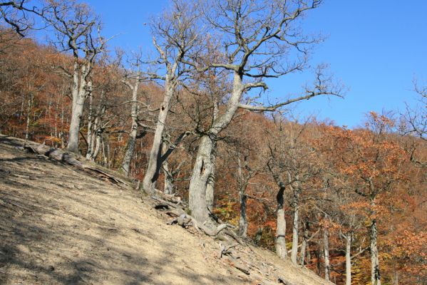 Malá Lehota, 26.10.2013
Hlboká dolina, vrch Kamenné vráta.
Klíčová slova: Malá Lehota Hlboká dolina vrch Kamenné vráta