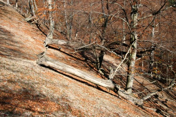 Malá Lehota, 26.10.2013
Hlboká dolina, vrch Kamenné vráta.
Klíčová slova: Malá Lehota Hlboká dolina vrch Kamenné vráta