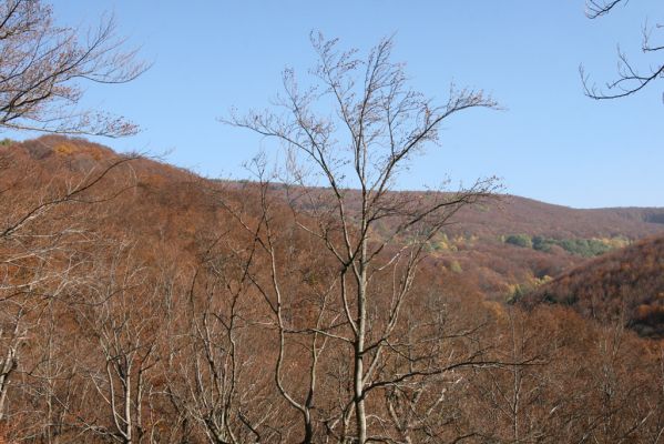 Malá Lehota, 26.10.2013
Hlboká dolina, vrch Kamenné vráta - západní hřbet.
Klíčová slova: Malá Lehota Hlboká dolina vrch Kamenné vráta