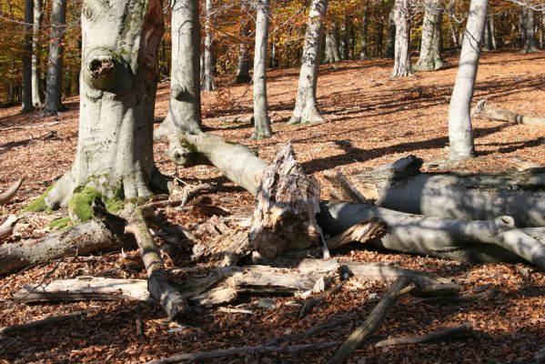 Malá Lehota, 26.10.2013
Hlboká dolina, vrch Kamenné vráta.
Klíčová slova: Malá Lehota Hlboká dolina vrch Kamenné vráta Ampedus rufipennis