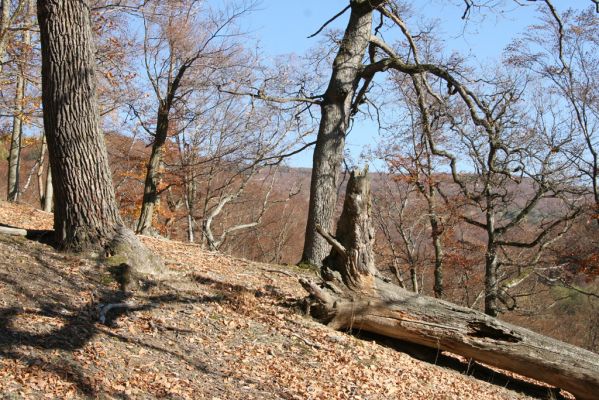 Malá Lehota, 26.10.2013
Hlboká dolina, vrch Kamenné vráta.
Schlüsselwörter: Malá Lehota Hlboká dolina vrch Kamenné vráta