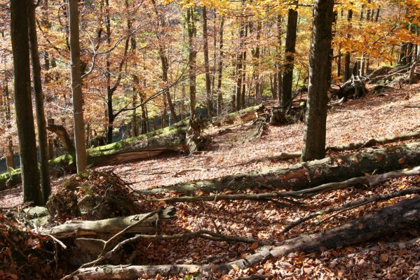 Malá Lehota, 26.10.2013
Hlboká dolina, vrch Kamenné vráta.
Klíčová slova: Malá Lehota Hlboká dolina vrch Kamenné vráta Ampedus praeustus nigerrimus