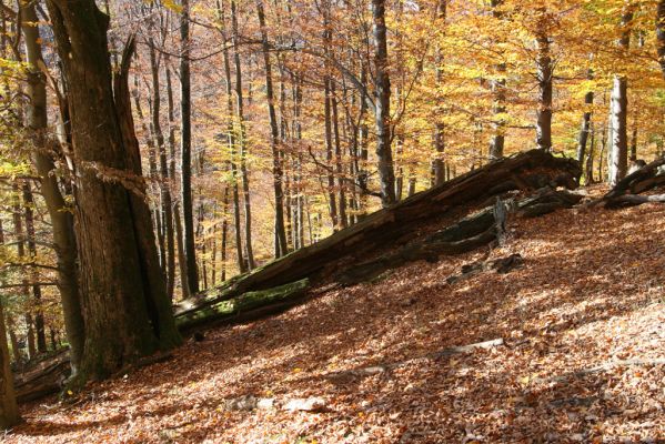 Malá Lehota, 26.10.2013
Hlboká dolina, vrch Kamenné vráta.
Klíčová slova: Malá Lehota Hlboká dolina vrch Kamenné vráta Ampedus nigerrimus praeustus