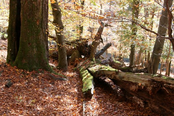 Malá Lehota, 26.10.2013
Hlboká dolina, vrch Kamenné vráta.
Klíčová slova: Malá Lehota Hlboká dolina vrch Kamenné vráta