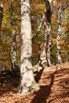 Malá Lehota, 26.10.2013
Hlboká dolina, vrch Kamenné vráta.
Klíčová slova: Malá Lehota Hlboká dolina vrch Kamenné vráta