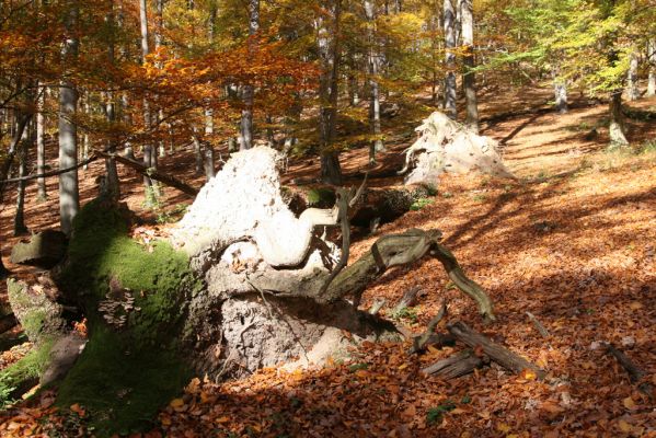 Malá Lehota, 26.10.2013
Hlboká dolina, vrch Kamenné vráta.
Klíčová slova: Malá Lehota Hlboká dolina vrch Kamenné vráta