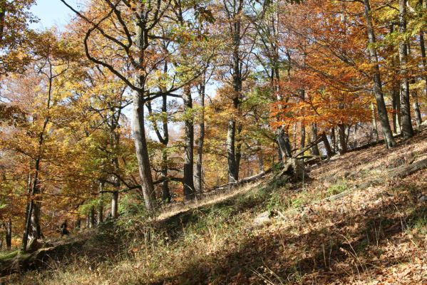 Malá Lehota, 26.10.2013
Hlboká dolina, vrch Kamenné vráta.
Klíčová slova: Malá Lehota Hlboká dolina vrch Kamenné vráta