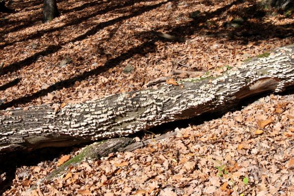 Malá Lehota, 26.10.2013
Hlboká dolina, vrch Kamenné vráta.
Klíčová slova: Malá Lehota Hlboká dolina vrch Kamenné vráta