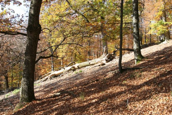 Malá Lehota, 26.10.2013
Hlboká dolina, vrch Kamenné vráta.
Klíčová slova: Malá Lehota Hlboká dolina vrch Kamenné vráta