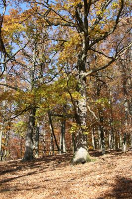 Malá Lehota, 26.10.2013
Hlboká dolina, vrch Kamenné vráta.
Klíčová slova: Malá Lehota Hlboká dolina vrch Kamenné vráta