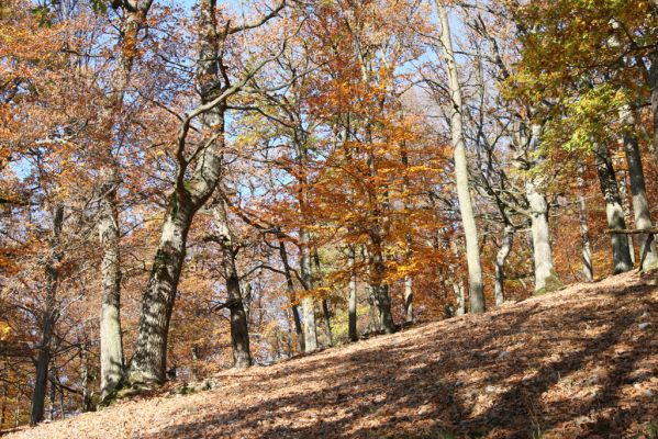 Malá Lehota, 26.10.2013
Hlboká dolina, vrch Kamenné vráta.
Schlüsselwörter: Malá Lehota Hlboká dolina vrch Kamenné vráta