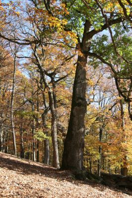 Malá Lehota, 26.10.2013
Hlboká dolina, vrch Kamenné vráta.
Klíčová slova: Malá Lehota Hlboká dolina vrch Kamenné vráta