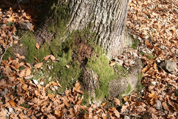 Malá Lehota, 26.10.2013
Hlboká dolina, vrch Kamenné vráta. Biotop kovaříka Hypoganus inunctus.
Klíčová slova: Malá Lehota Hlboká dolina vrch Kamenné vráta Hypoganus inunctus