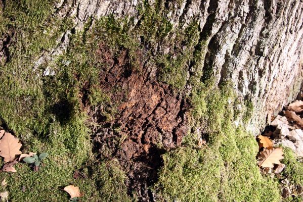 Malá Lehota, 26.10.2013
Hlboká dolina, vrch Kamenné vráta. Biotop kovaříka Hypoganus inunctus.
Klíčová slova: Malá Lehota Hlboká dolina vrch Kamenné vráta Hypoganus inunctus