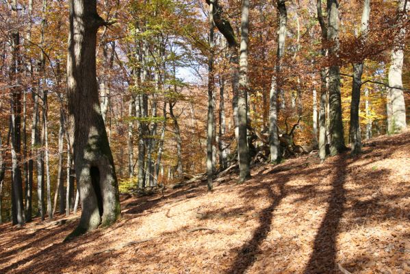 Malá Lehota, 26.10.2013
Hlboká dolina, vrch Kamenné vráta. 
Klíčová slova: Malá Lehota Hlboká dolina vrch Kamenné vráta