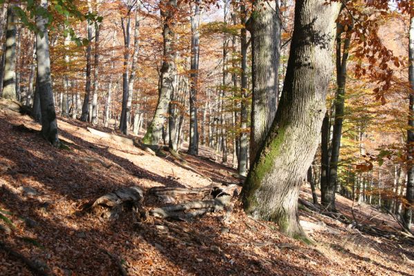 Malá Lehota, 26.10.2013
Hlboká dolina, vrch Kamenné vráta. 
Klíčová slova: Malá Lehota Hlboká dolina vrch Kamenné vráta