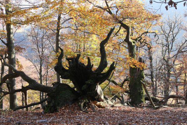 Malá Lehota, 26.10.2013
Hlboká dolina, vrch Kamenné vráta. 
Mots-clés: Malá Lehota Hlboká dolina vrch Kamenné vráta