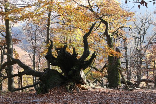 Malá Lehota, 26.10.2013
Hlboká dolina, vrch Kamenné vráta. 
Klíčová slova: Malá Lehota Hlboká dolina vrch Kamenné vráta