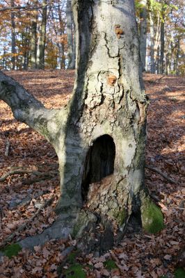 Malá Lehota, 26.10.2013
Hlboká dolina, vrch Kamenné vráta. 
Klíčová slova: Malá Lehota Hlboká dolina vrch Kamenné vráta Elater ferrugineus Ampedus rufipennis