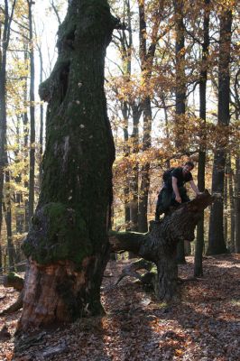 Malá Lehota, 26.10.2013
Hlboká dolina, vrch Kamenné vráta. 
Klíčová slova: Malá Lehota Hlboká dolina vrch Kamenné vráta Ampedus cardinalis Dušánek