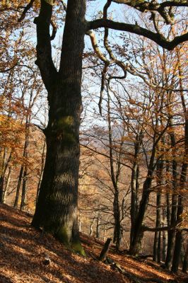 Malá Lehota, 26.10.2013
Hlboká dolina, vrch Kamenné vráta.
Klíčová slova: Malá Lehota Hlboká dolina vrch Kamenné vráta