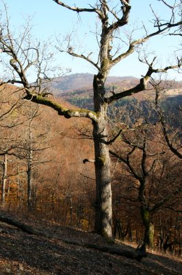 Malá Lehota, 26.10.2013
Hlboká dolina, vrch Kamenné vráta. V pozadí Brezový vrch.
Klíčová slova: Malá Lehota Hlboká dolina vrch Kamenné vráta Brezový vrch