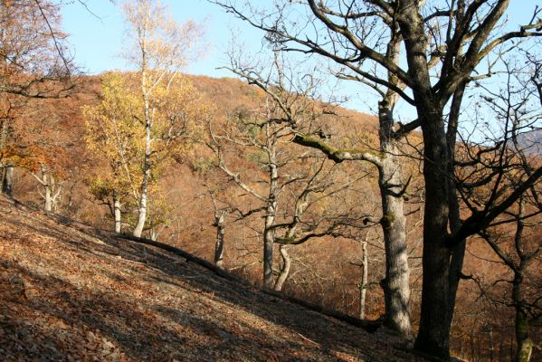 Malá Lehota, 26.10.2013
Hlboká dolina, vrch Kamenné vráta.
Mots-clés: Malá Lehota Hlboká dolina vrch Kamenné vráta