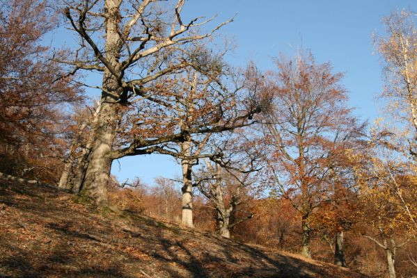 Malá Lehota, 26.10.2013
Hlboká dolina, vrch Kamenné vráta.
Klíčová slova: Malá Lehota Hlboká dolina vrch Kamenné vráta