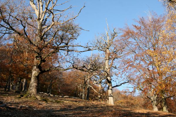 Malá Lehota, 26.10.2013
Hlboká dolina, vrch Kamenné vráta.
Klíčová slova: Malá Lehota Hlboká dolina vrch Kamenné vráta