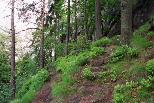 Malá Skála, 29.5.2004
Severní svah Pantheonu - biotop kovaříka Sericus subaeneus.
Klíčová slova: Malá Skála Pantheon Sericus subaeneus