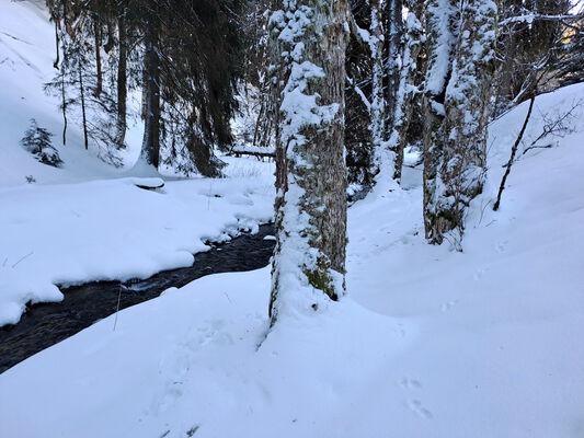 Malá Úpa, 19.1.2024
Údolí Kravího potoka.
Keywords: Krkonoše Malá Úpa Krakonošovo údolí Kraví potok Phloeostichus denticollis