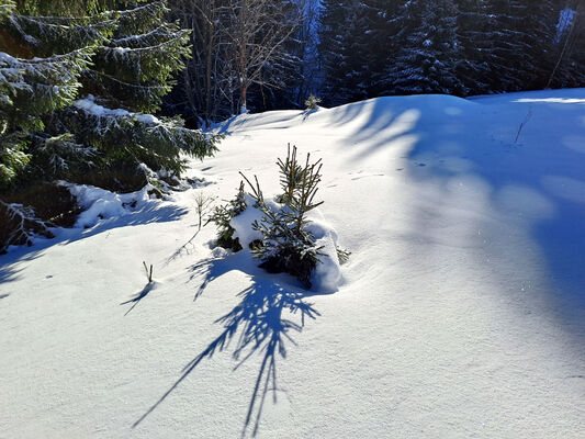 Malá Úpa, 19.1.2024
Krakonošovo údolí.
Schlüsselwörter: Krkonoše Malá Úpa Krakonošovo údolí.