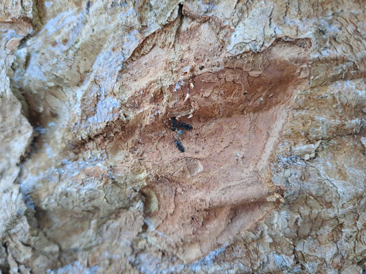 Malá Úpa, 19.1.2024
Údolí Kravího potoka - Phloeostichus denticollis.
Klíčová slova: Krkonoše Malá Úpa Krakonošovo údolí Kraví potok Phloeostichus denticollis