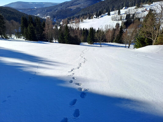 Malá Úpa, 19.1.2024
Krakonošovo údolí.
Keywords: Krkonoše Malá Úpa Krakonošovo údolí