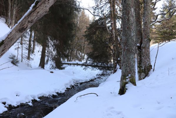 Malá Úpa, 1.3.2022
Dolní Malá Úpa, Krakonošovo údolí.
Mots-clés: Krkonoše Dolní Malá Úpa Krakonošovo údolí Phloeostichus denticollis