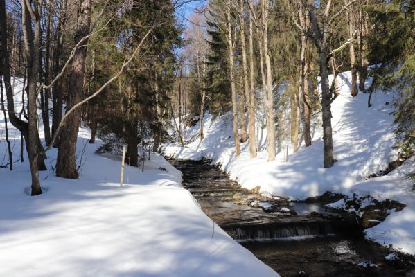 Malá Úpa, 1.3.2022
Dolní Malá Úpa, Krakonošovo údolí.
Mots-clés: Krkonoše Dolní Malá Úpa Krakonošovo údolí Phloeostichus denticollis