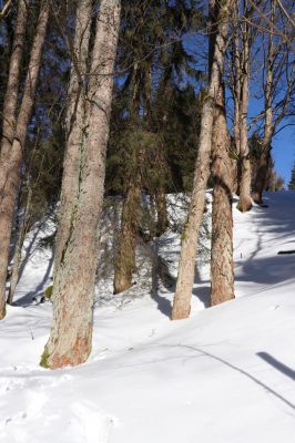 Malá Úpa, 1.3.2022
Dolní Malá Úpa, Krakonošovo údolí.
Klíčová slova: Krkonoše Dolní Malá Úpa Krakonošovo údolí Phloeostichus denticollis