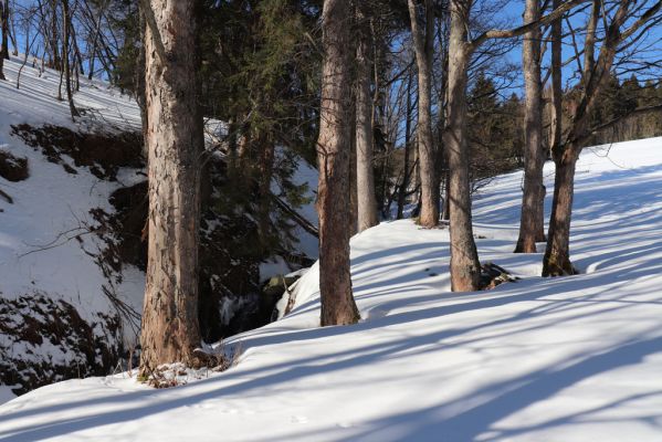 Malá Úpa, 1.3.2022
Dolní Malá Úpa, Krakonošovo údolí.
Klíčová slova: Krkonoše Dolní Malá Úpa Krakonošovo údolí Phloeostichus denticollis