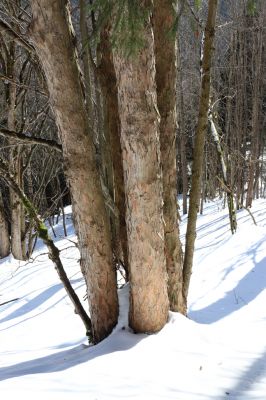 Malá Úpa, 1.3.2022
Dolní Malá Úpa, Krakonošovo údolí.
Klíčová slova: Krkonoše Dolní Malá Úpa Krakonošovo údolí