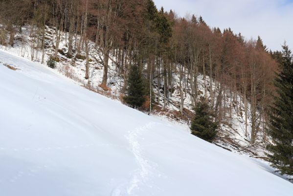 Malá Úpa, 24.3.2021
Dolní Malá Úpa - Krakonošovo údolí.
Klíčová slova: Krkonoše Dolní Malá Úpa Krakonošovo údolí