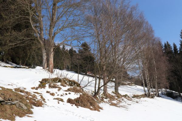 Pec pod Sněžkou, 24.3.2021
Velká Úpa - Výsluní.
Klíčová slova: Krkonoše Pec pod Sněžkou Velká Úpa Výsluní Dendrophagus crenatus