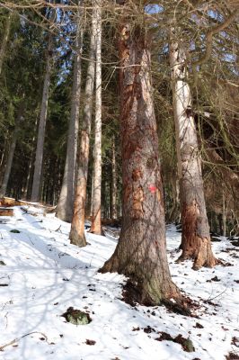 Pec pod Sněžkou, 24.3.2021
Velká Úpa - Výsluní. Biotop kůrovců, Dendrophagus crenatus a Corticeus fraxini. 
Klíčová slova: Krkonoše Pec pod Sněžkou Velká Úpa Výsluní Dendrophagus crenatus Corticeus fraxini