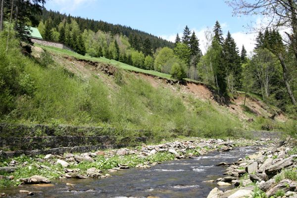 Dolní Malá Úpa, 25.5.2010
Suté břehy Malé Úpy jižně od Spáleného Mlýna.
Klíčová slova: Krkonoše Dolní Malá Úpa Spálený Mlýn