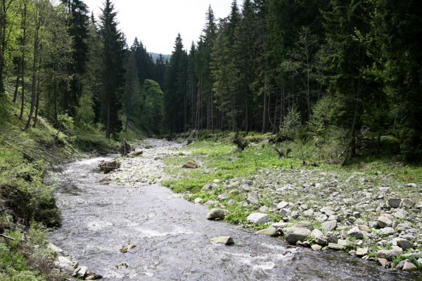 Dolní Malá Úpa, 25.5.2010
Neregulované koryto Malé Úpy jižně od Spáleného Mlýna.
Klíčová slova: Krkonoše Dolní Malá Úpa Spálený Mlýn