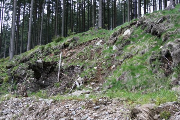 Horní Malá Úpa, 25.5.2010
Sutý břeh Malé Úpy v údolí pod vrchem Haida. Biotop kovaříka Orithales serraticornis.
Keywords: Krkonoše Horní Malá Úpa Haida Orithales serraticornis Pheletes aeneoniger Athous subfuscus