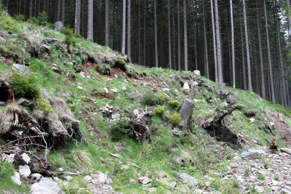 Horní Malá Úpa, 25.5.2010
Sutý břeh Malé Úpy v údolí pod vrchem Haida. Biotop kovaříka Orithales serraticornis.
Klíčová slova: Krkonoše Horní Malá Úpa Haida Orithales serraticornis Pheletes aeneoniger Athous subfuscus